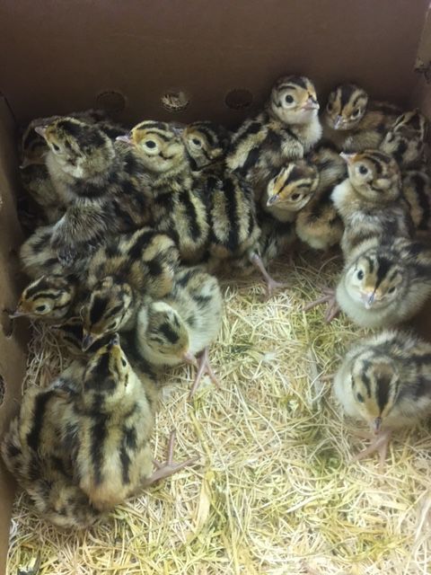 Fostering fowl